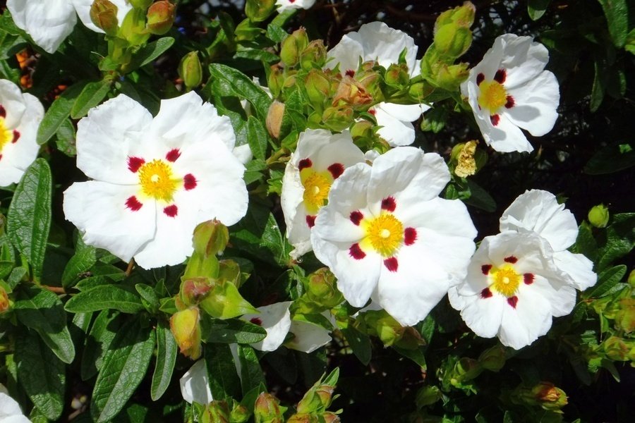 Would Anyone Help To Name The White Flowers Five White Petals Yellow